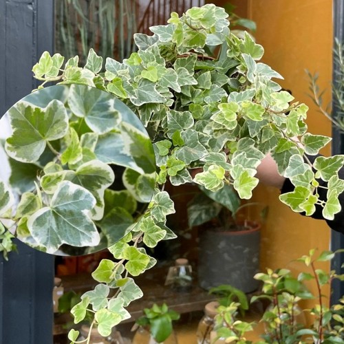 Hedera helix 'White Wonder' - Harilik luuderohi 'White Wonder'  